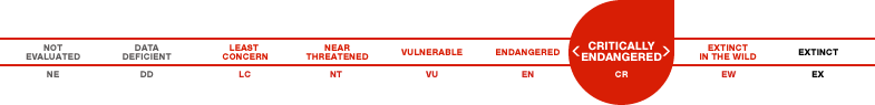 Anguilla anguilla Risk